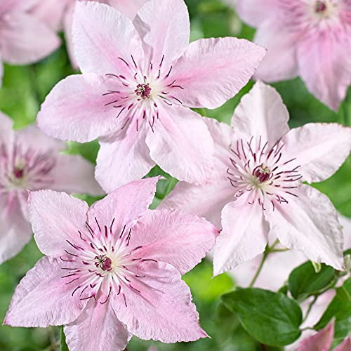 GardenersDream Clematis Pink Fantasy - Rosa Kletterpflanzen Winterhart - Clematis Winterhart Mehrjährig Pflanze - Balkon Pflanzen Fantasie