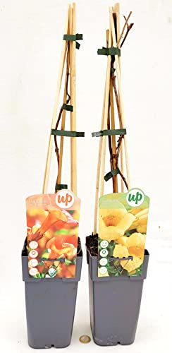 POWERS TO FLOWERS - CAMPIS, BIGNONIA GIALLA e ARANCIO, 2 PIANTE, piante vere