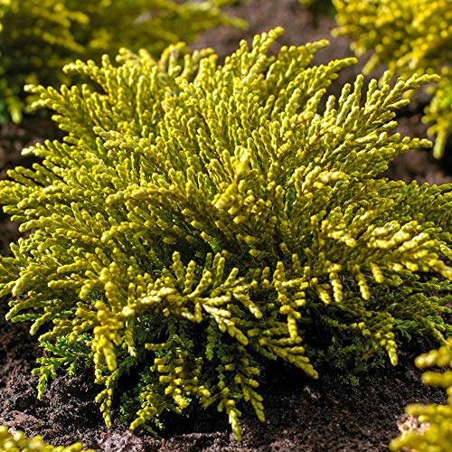 Hebe ochracea James Stirling - Strauchige Veronica | Immergrüner Topfgartenstrauch