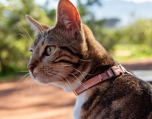 Rogz Urban katt säkerhetshalsband small/medium – rosa rodnad