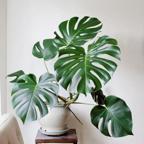 monstera zimmerpflanze samen, balkon, outdoor pflanzen deko wohnzimmer, winterharte pflanzen für garten küche deko, bodendecker winterhart mehrjährig exotische pflanzen, pflanzen samen 120pcs