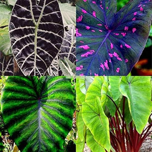 Oreja de elefante/alocasia,perenne.Adaptable. Resistente al frío.Puro amor.-3Rizomas-greenD