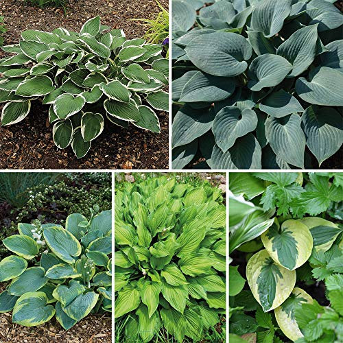 Hosta Collection Hardy Garden Plants, Foliage Plants, Shade Loving, Easy to Grow, Ideal for Small Gardens & Patios, 5 x Hosta Collection Bare Root Plants by Thompson & Morga