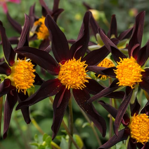 Dahlie Honka Dark | 1 Stück | Knolle | Rot | Schwarz | 100% Blütegarantie | QFB Gardening