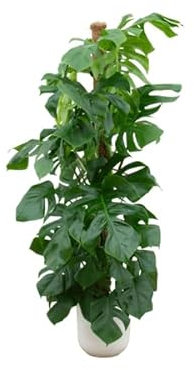 Monstera Pertusum – Fensterblatt – Zimmerpflanze – 150cm hoch – Ø26cm inkl. Jazz Topf Weiß – Tropische XL-Pflanze mit dekorativen Blättern – Pflegeleichte Grünpflanze für Innenräume