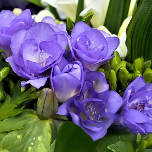 10 Blumenzwiebeln Freesia Doppelblüten, BLAU | Umfang 6/8 cm | Blumenzwiebeln von den besten niederländischen Produzenten | Exklusive Auswahl und Qualitätskontrolle | Garantierte Blüte