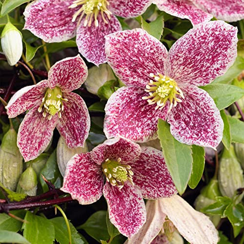 Clematis Freckles Winter Flowering Climbing Plant | Outdoor Evergreen Garden Plants| Climbers for Border, Obelisk, Trellis, Patio - 9cm Pot
