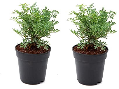 Plantas de Ruda - Pack 2 Unidades - Plantas Naturales de Ruta Graveolens