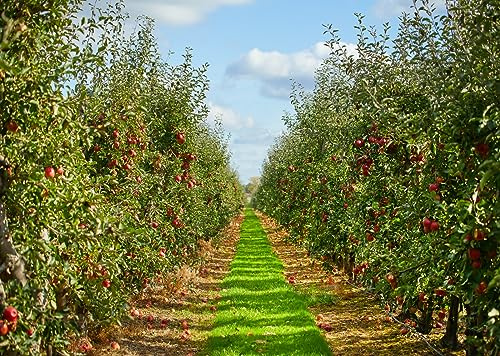 BELECO 6x3m Piedi Sfondo Fotografico in Tessuto Frutteto di Mele Autunnale Fattoria, Alberi Sentiero Raccolto, Decorazioni per Festival Contadini e Bambini