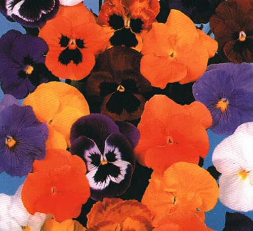 Approx 50 Seeds of Winter Flowering Pansy Giant Forerunner Blended Mixture
