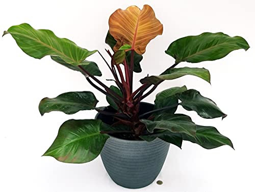 POWERS TO FLOWERS - PHILODENDRON, PHYLODENDRON, MONSTERA, RED, XXL, IN VASO CERAMICA ANTRACITE, pianta vera