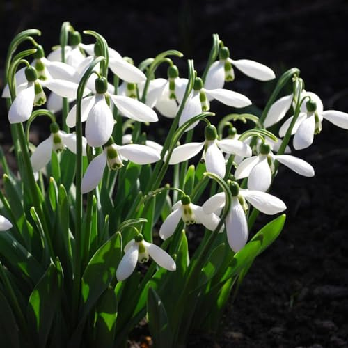 Schneeglöckchen - blumenzwiebeln bio gartenpflanzen gartendeko für draußen bodendecker steingartenpflanzen winterhart stauden winterhart mehrjährig blumenzwiebeln frühblüher 15Zwiebeln
