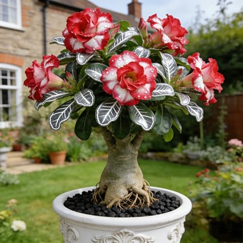 Rosa del deserto, resistente, perenne - Giardini e balconi, decorazione, giardini-1bulbi-C