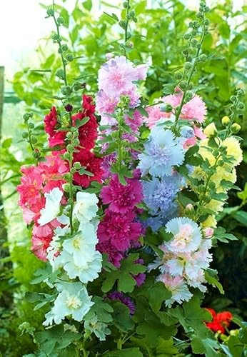 KIRA SEEDS - Seeds Hollyhock Double Majorette Mix - Perennial Flowers for Planting - GMO Free
