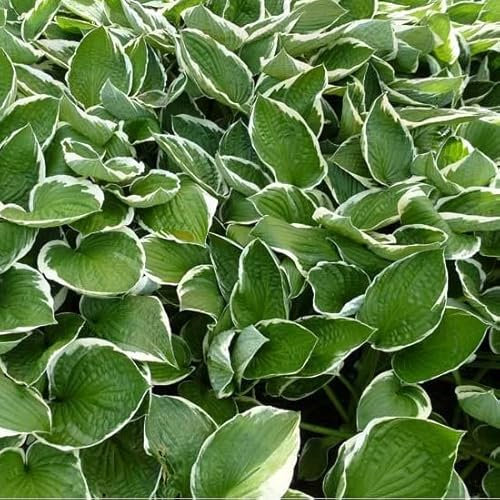 6x Hosta fortunei 'Francee' – Godet 9x9cm | Feuillage marginé blanc, port élégant