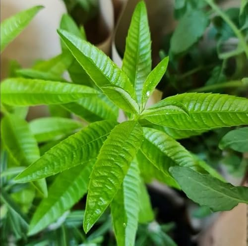 Aloysia Citrodora - Hierbaluisa - Disfruta de su Sabor y Propiedades