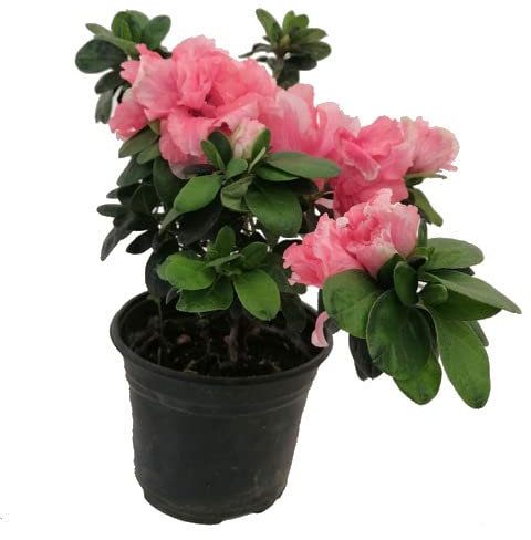 Azalea Natural Arbusto de Exterior de Crecimiento Rápido