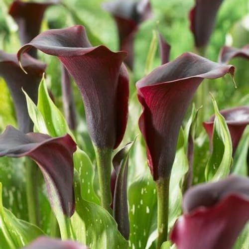 Calla Lily Bulbs-Calla Lily Plant Calla Lily Bulbs UK Calla Lily Bulbs for Planting Now UK,Wedding Flowers,Garden Flowers,Plant Bulbs,Hardy Perennial-10bulbs-e