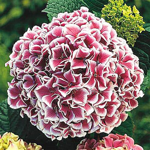 Hydrangea Bulbs UK,Potted-Plants-Rhizome,Hydrangea Plants for Garden,Excellent Display-4bulbs-F