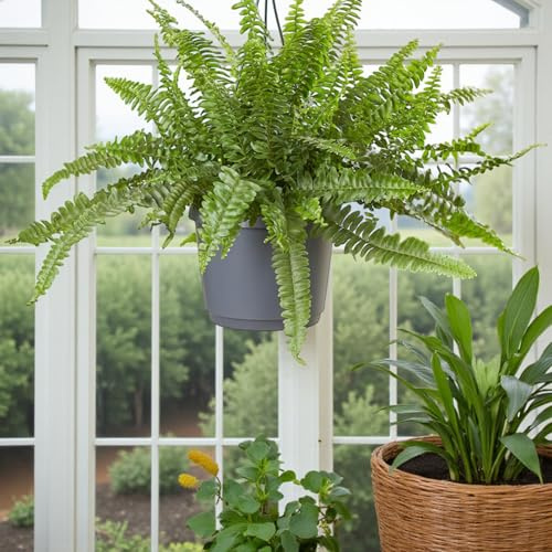 Carbeth Plants Boston Fern ‘Green Lady’ in 17cm Hanging Pot