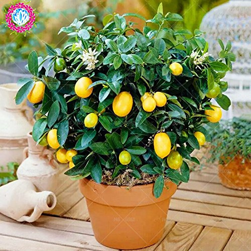 Graines d'arbres fruitiers plantées graines de kumquat nain sucré biologique graines de fruits orange en vase graines de mandarine agrumes jardin bonsaï