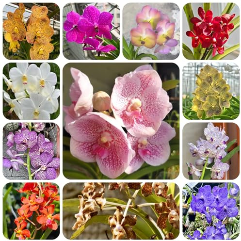 semi di orchidea vanda, esterno resistenti orchidee da balcone perenni resistenti per balconi parete verde, decorazione rampicante, 180pcs