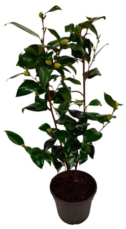 Plant in a Box - Camellia japonica 'Brushfield's Yellow' - Japanische Rose - Kamelie pflanze Winterhart - Topf 15cm - Höhe 50-60cm