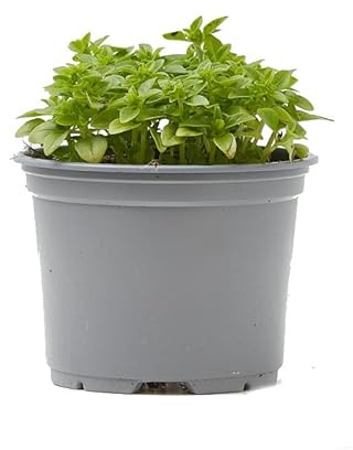 Albahaca Hoja Pequeña Natural Planta de Uso como Antimosquitos - Aroma a Citronela