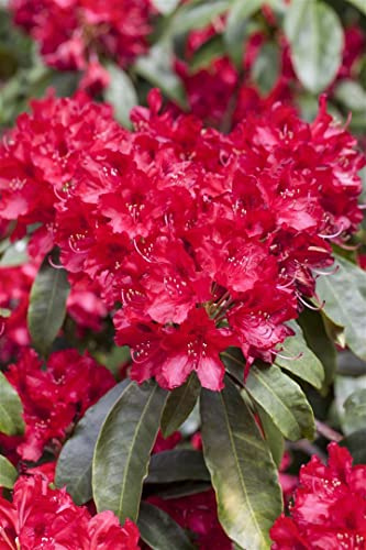 Rhododendron Hybrid 'Red Jack' 30-40 cm – Immergrün, Winterhart, Mehrjährig – Rhododendron – Zierstrauch für Garten & Kübel