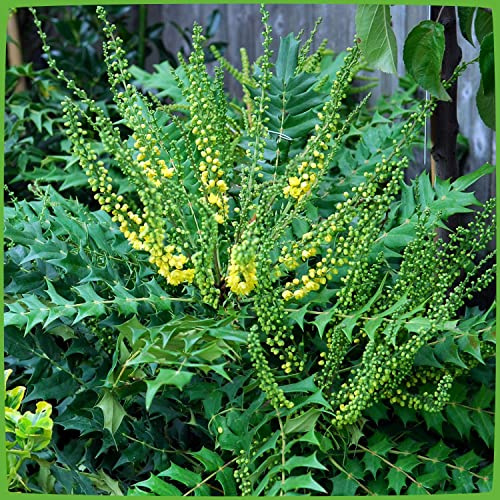 GARTEN SCHLÜTER® Mahonie -Winter Sun- Mahonia Media - (60-80 cm) | Winterblüher mit gelben, honig-duftenden Blüten - Immergrüner Strauch