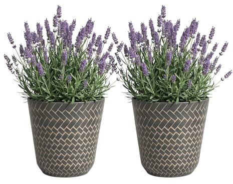 SG Traders Nantucket Plant Pot - Flower Planters Outdoor, Large Garden Plant Pots Elegant Design, Versatile Pots and Planters for Your Outdoor Garden, Enhance with Planters (Pack of 2)