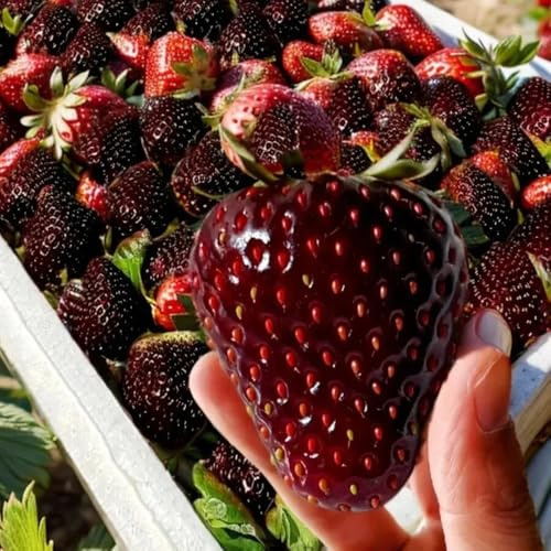 piantedi fragola tuberi di limone ulivi e alloro ciliegio setpianteolivello spinoso,resistentiPiantamonstera melo lampone 300Seme
