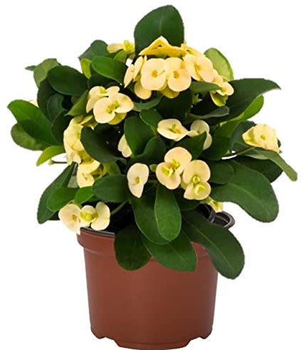 Corona de Cristo Color Amarillo| DECOALIVE | Planta Natural Euphorbia Milii Flores Amarillas