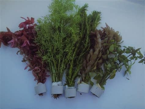 20 Ceramic Ringed Aquarium Plants Live Bunched Bunch Ring Weighted Aquatic Tropical Freshwater Coldwater Live Fish Tank Plants Decor for Fish Tank Pack Mixed Bundle Plant Multi Real Cold Water