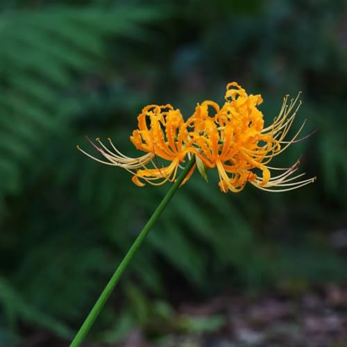 Bulbos de lirio araña - Lycoris radiata - Decoración exterior, resistentes balcón 2pcs