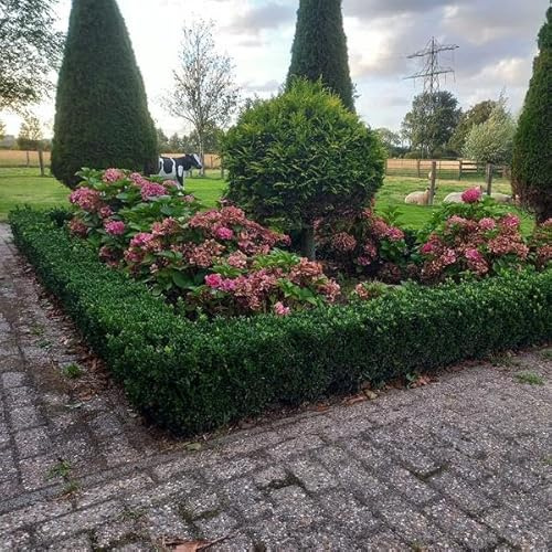 Japanischer Spindelstrauch Euonymus japonicus 'Green Spire' – 12 Pflanzen – 10-25cm – Ø9cm – Buchsbaum-Ersatz, Hecke & Solitär – Immergrün & pflegeleicht