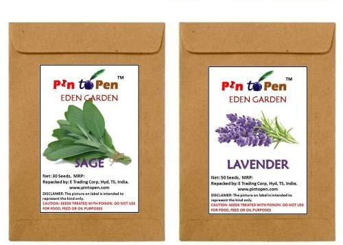 Salvia Sclarea, Seme Lavanda