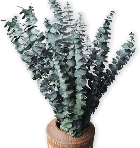 HanYun 20 Pack Natürliche Getrocknete Eukalyptus 45cm Konserviert Frische Eukalyptus-Zweige Greenery Pflanzen für Natürliche Aromatherapie zu Ihrer Dusche für Blumenarrangements Hochzeit Home Decor