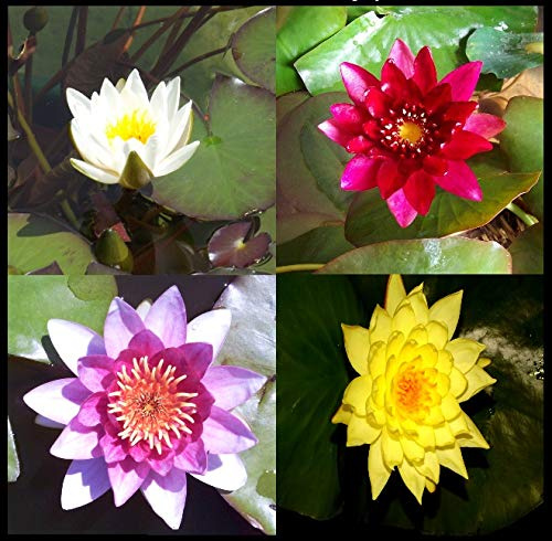 Teichpflanzen Seerosen : Nymphaea - 4 Seerosen  Mix vers.Sorten weiß rosa rot gelb  winterhart Pflanztiefe bis 150 cm