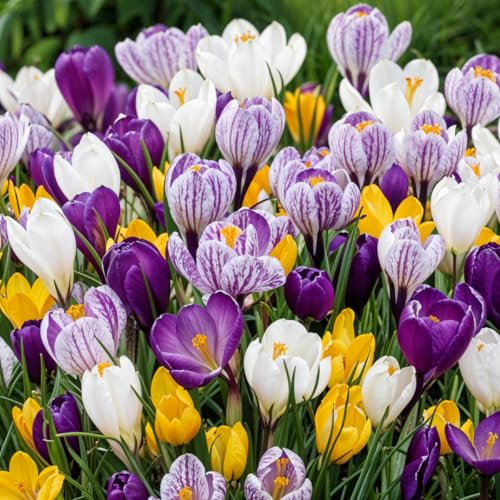 Riesen Krokusse Zwiebeln Winterhart Mehrjährig - 150 Blumenzwiebeln | Mix von 5 Sorten, Echte Pflanzen aus Holland, für Garten, Balkon und Topf (kein Samen, nicht künstlich)