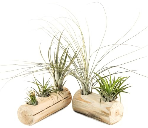 Bonplants Tillandsia Aerea, Pianta Vera Tropicale Senza Terra, Decorazione Verde per Casa (5 Tillandsie con supporti)