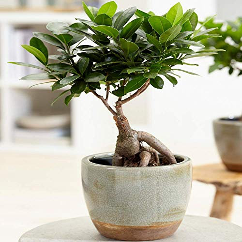 GardenersDream Ficus Ginseng Plant - Live Indoor Bonsai Tree - Indoor Air Purifying Plants - Low Maintenance Indoor Plants for Home and Office - Gifts for Plant Lovers (20-30cm incl. 12cm Pot)