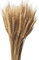 CoolCrafts 100 Tiges de Blé Séché Naturel Bouquet Épis de Blés pour Décoration Intérieure et Mariages