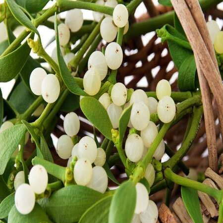 80pcs Fresh Mistletoe Plant Seeds