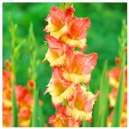 Flowering Rhizome, Wedding Flowers,Natural Organic,Excellent Display, Easy to Plant,Gladiolus Bulbs-15 Bulbs-D