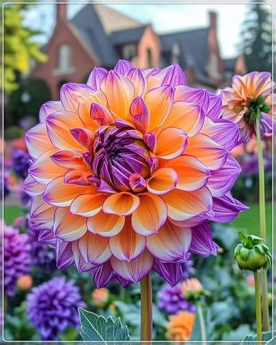 Groß, 2025 Winterhart pflanzen, Blumenzwiebel Mix, Mysteriöse magische Glühbirne, Mehrjährige Blumenzwiebel ist winterhart,Winterhart zwiebeln -4 Dahlien knollen-I