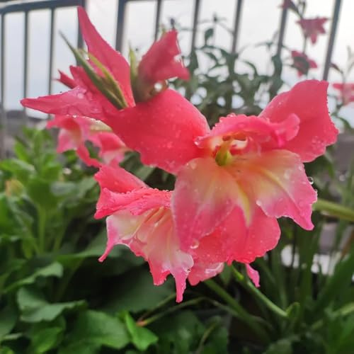15bulbi I di gladiolo sono perenni resistenti Le da giardino sono gladiolo di aconiti invernali perenni resistenti