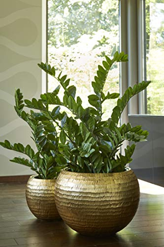 Klocke Pflanzgefäße Runder Pflanzkübel Metallic - Fiberglas - Mit Einsatz – Hochwertig & Besondere Struktur - Indoor – Metallisch Pflanzgefäß (2er Set: Ø 60cm & 40cm, Gold)