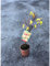 Albero NANO di Albicocco (Varietà inviata in base alla disponibilità in vivaio)