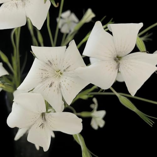 semi ruota del mais, campo da balcone, giardino tappezzanti, decorazioni da giardino per esterno di aiuole 150pcs